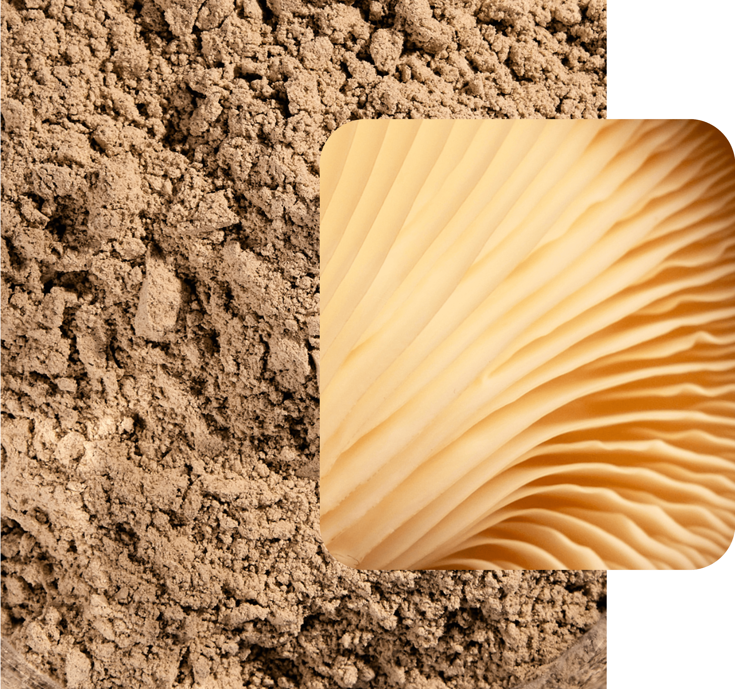 Close-up of Maia Farms’ mycelium flour with an inset image of oyster mushroom gills, visually connecting the natural fungal origin to the final powdered ingredient.