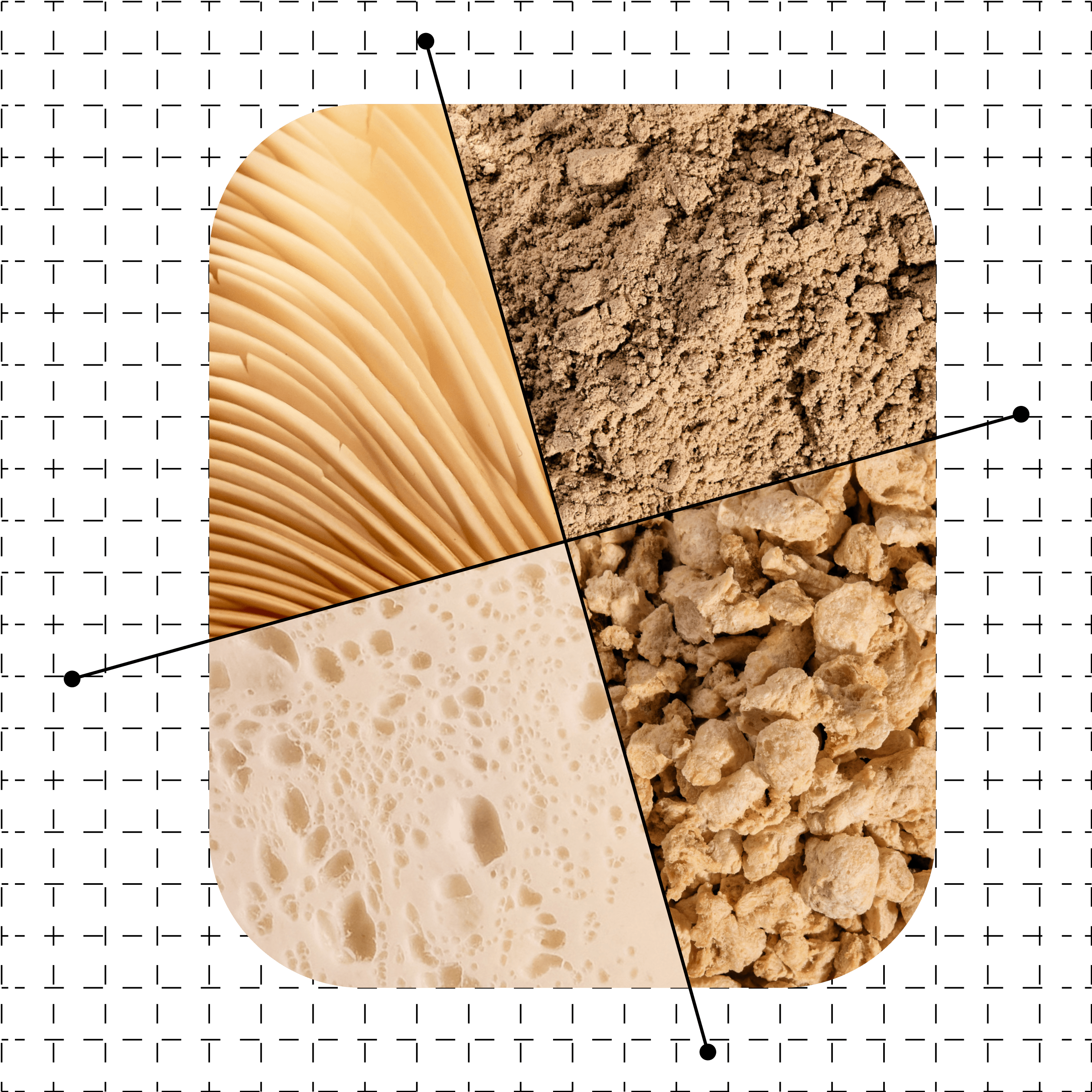 Maia Farms mycelium-based protein ingredients in four forms: mushroom gills, functional FLOUR, fresh mycelium sheet (FRESH), and structured protein chunks (FORM) – sustainable, high-protein alternatives for food manufacturers