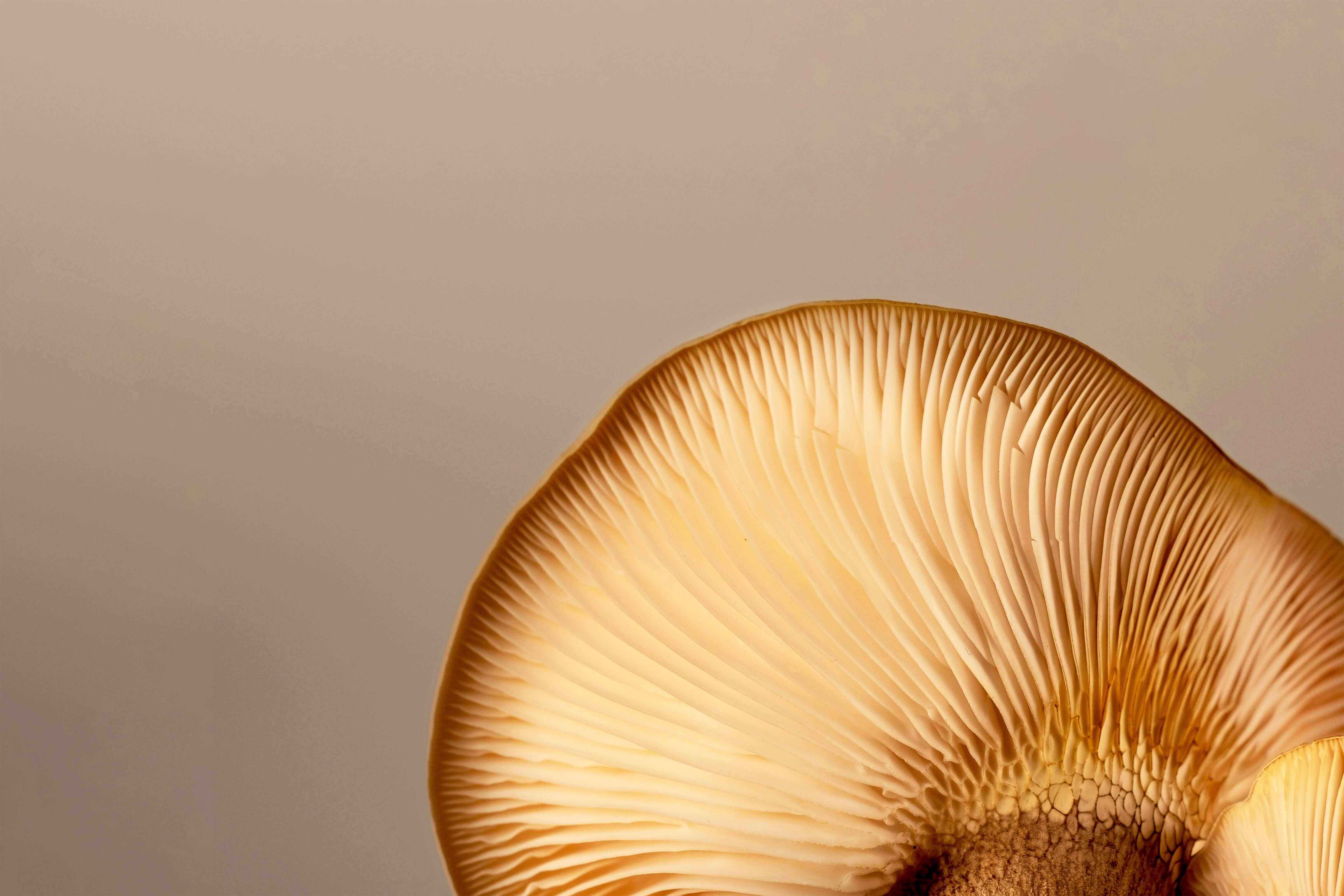Close-up of an oyster mushroom’s gills, highlighting the delicate structure and natural beauty of the fungi used in Maia Farms’ mycelium-based protein ingredients.