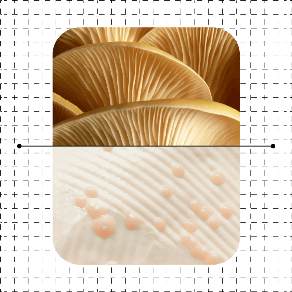 Split image showing a cluster of oyster mushroom gills above and close-up droplets forming on the surface of mycelium below, representing Maia Farms’ fermentation process and natural ingredient origins.