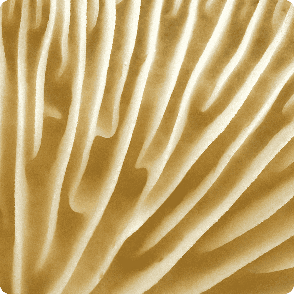 Extreme close-up of oyster mushroom gills, showcasing the intricate texture and natural structure that inspire Maia Farms’ mycelium-based food innovations.