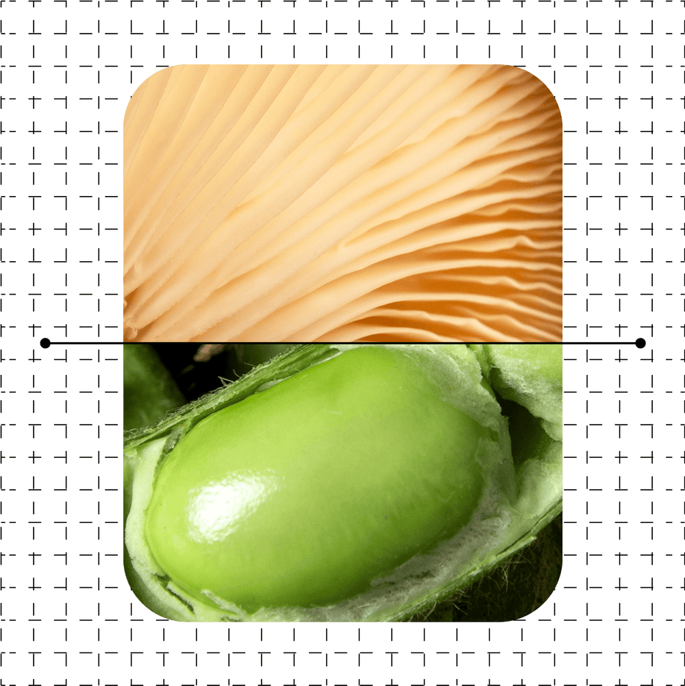 Split image showing the gills of an oyster mushroom above and a close-up of a fresh green pea in its pod below, representing Maia Farms' core ingredients—mycelium and Canadian-grown peas.